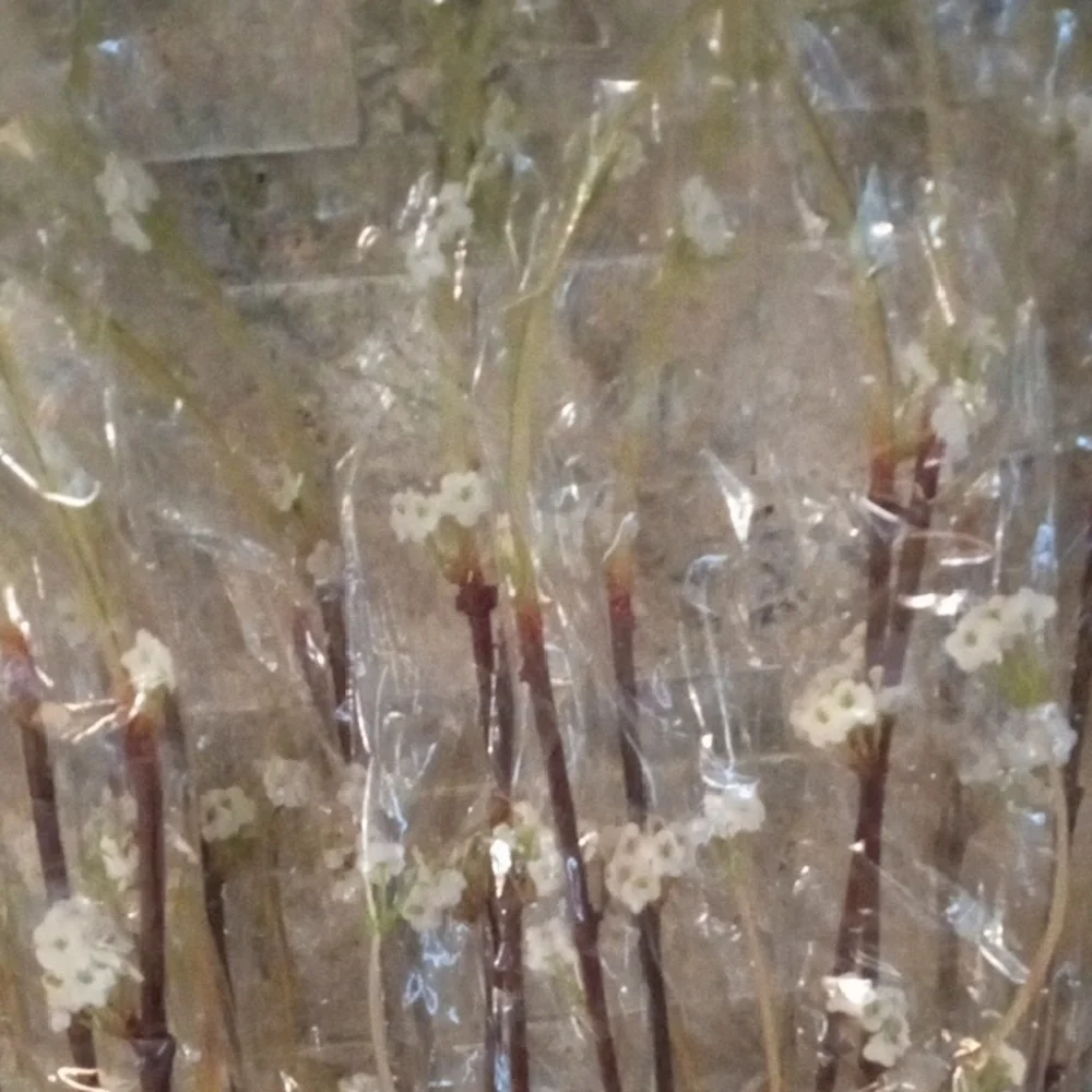 10 Pcs .40" White Blossom Faux Floral Accent Cherry Blossoms - Picture 4 of 12